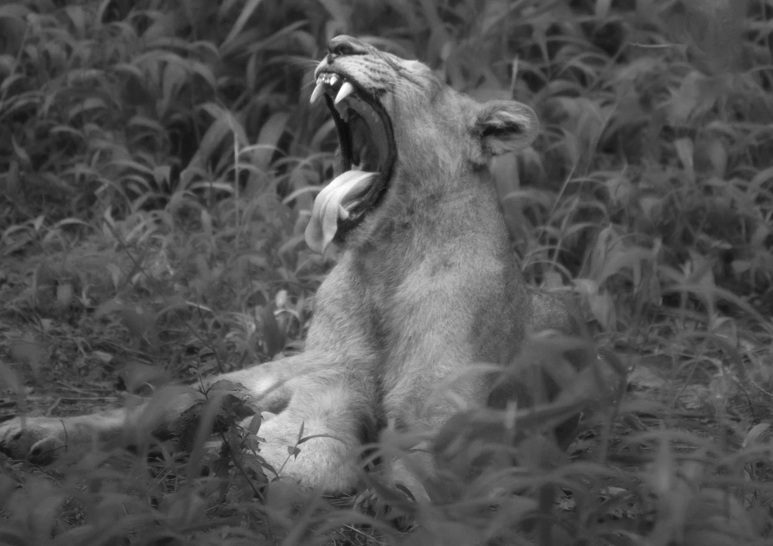 Breathwork and the Animal Mind