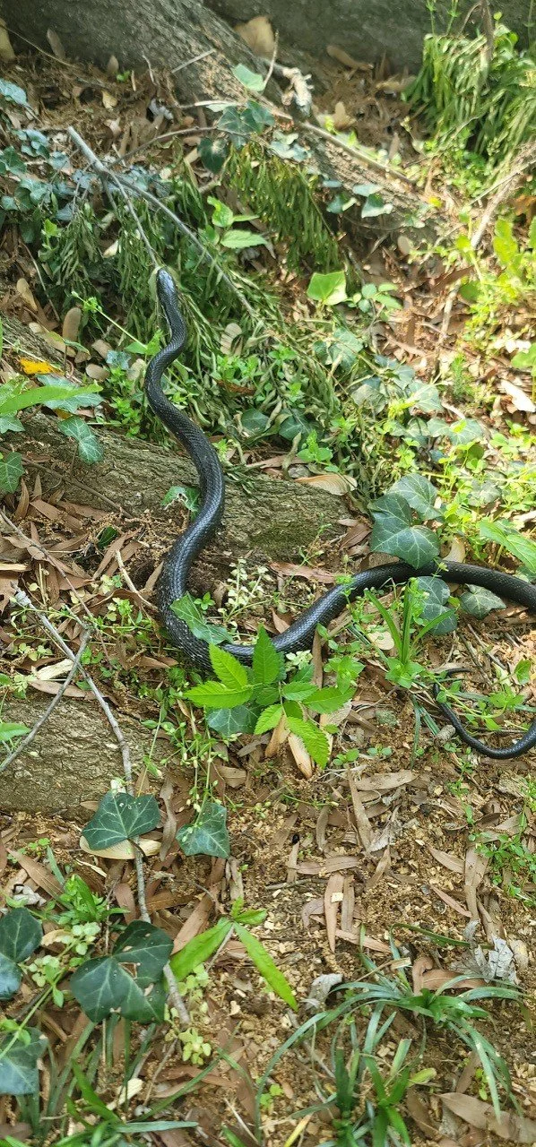 A black snake slithering on the ground amidst brown leaves, green plants, and ivy in a wooded area.