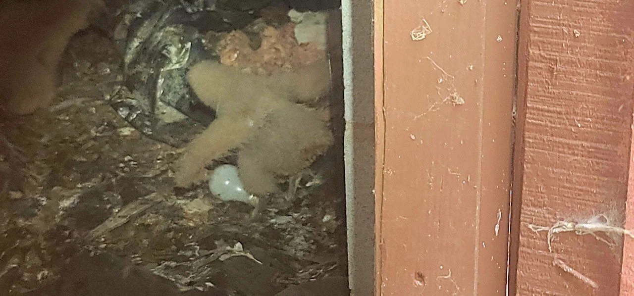 A turkey buzzard fledging In a crawl spaceCabarrus Count