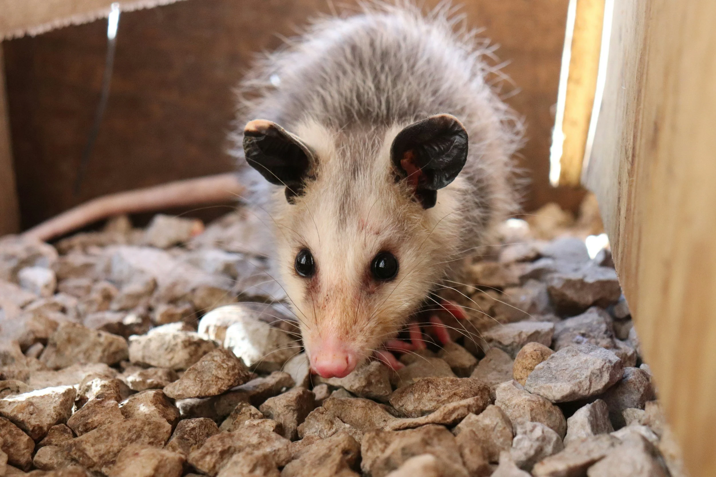 A close-up of a small opossum peeking through rocky ground, under a wooden structure.