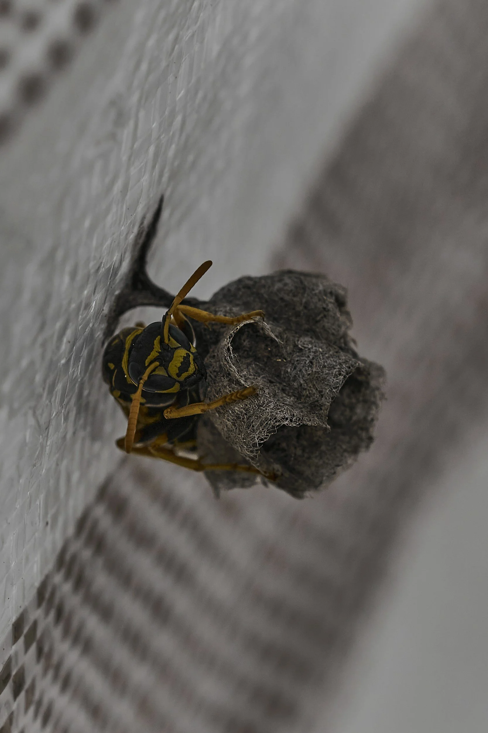 A wasp emerging from a paper nest attached to a textured wall.