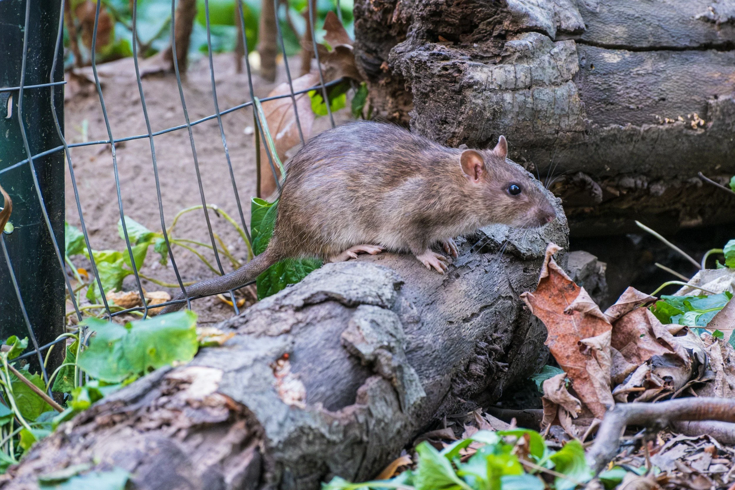A small rodent, likely a dormouse or similar, on a log in a garden or natural enclosure, with leaves and a wire fence in the background.