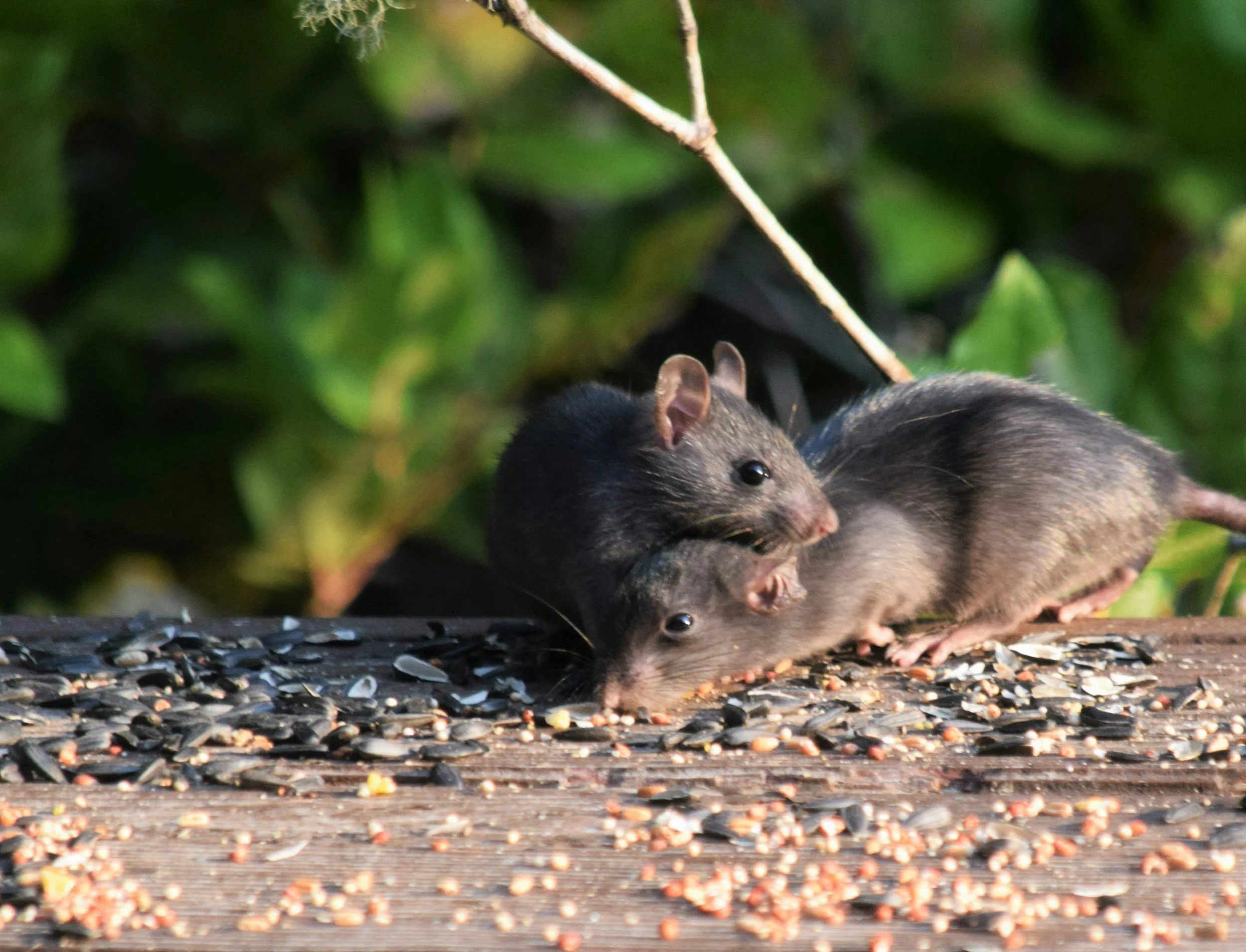 Two young mice eating seeds on a wooden surface with green foliage background.
