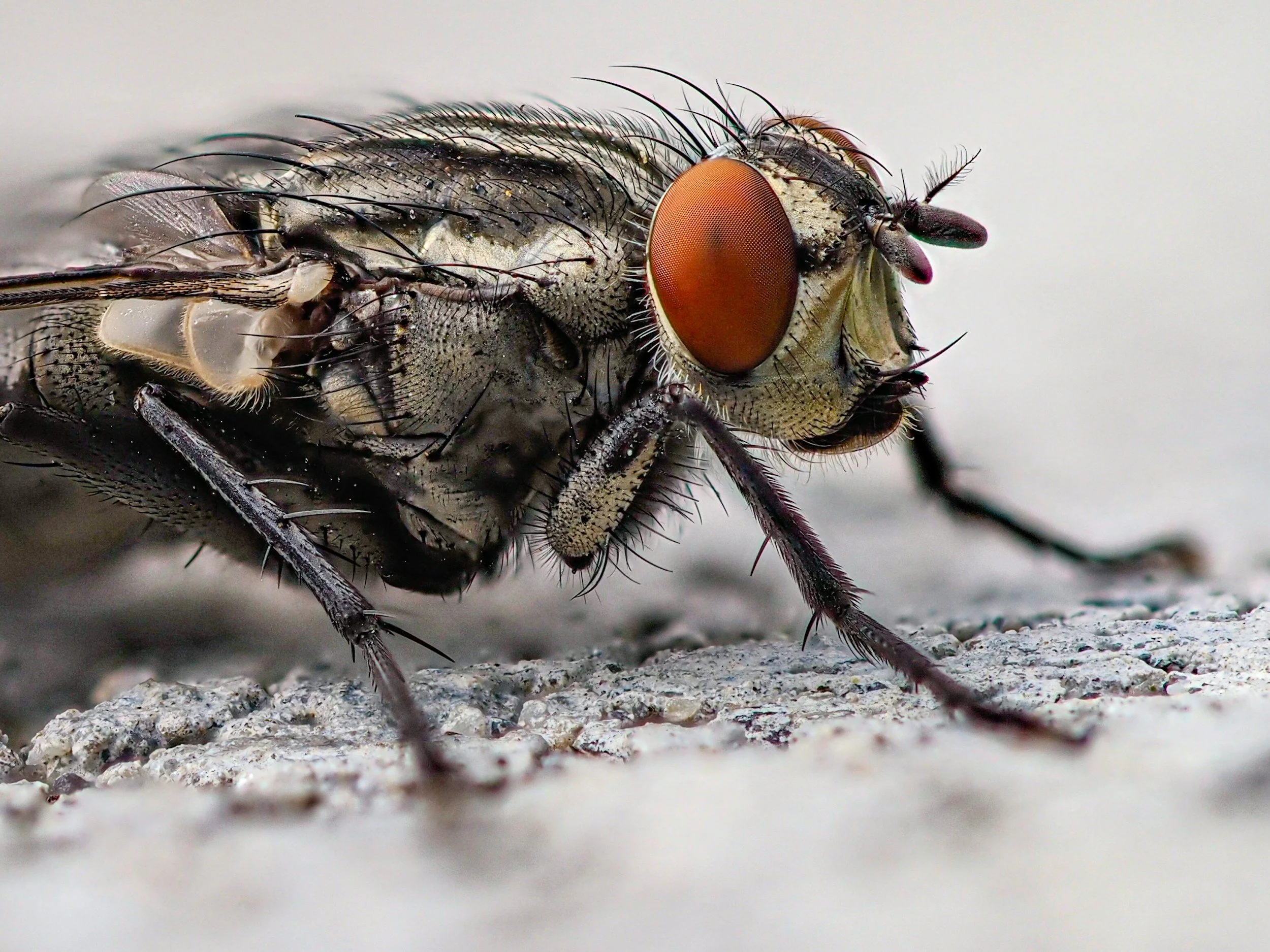 Macro close up shot of a house fly.