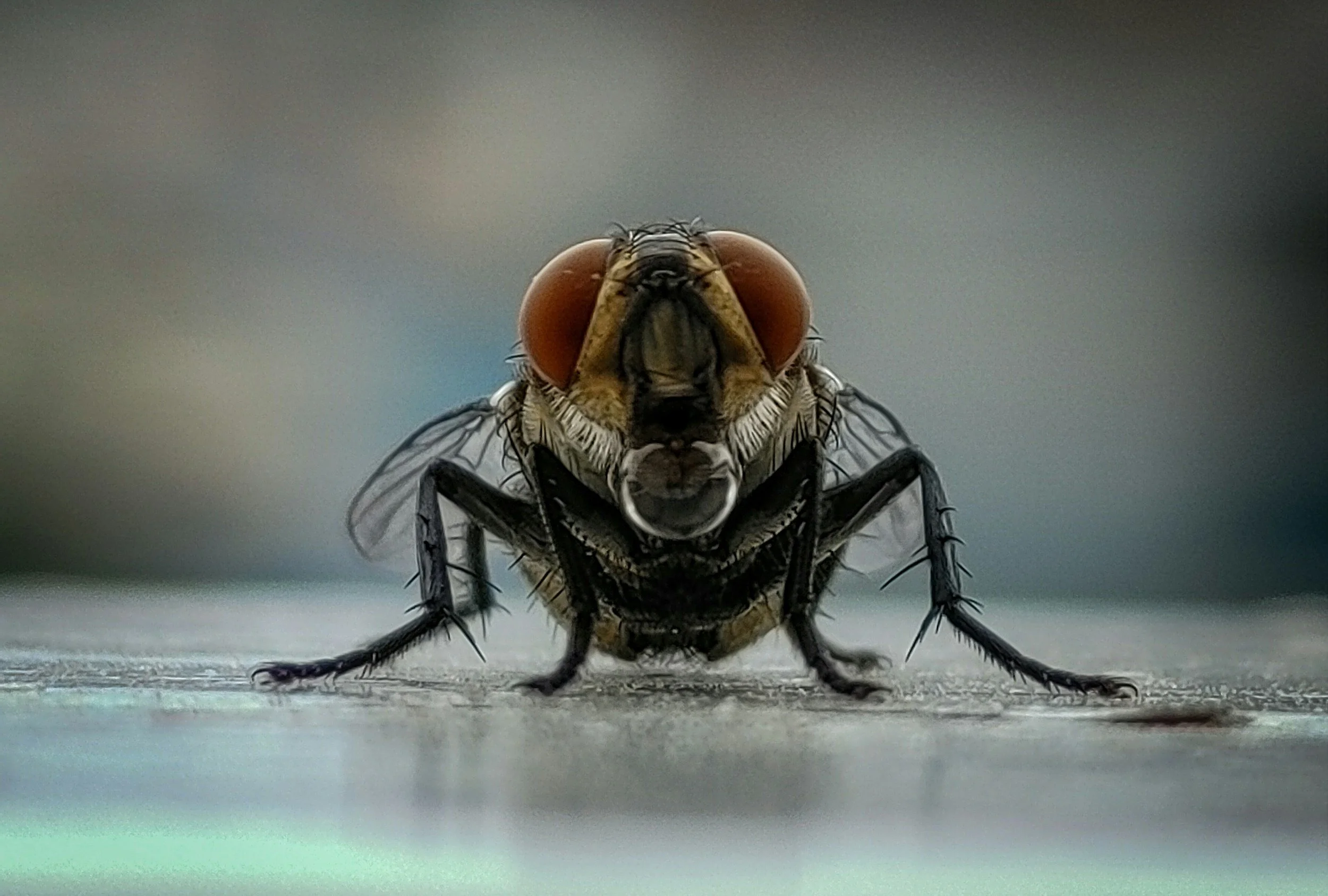 Front facing close up macro of a house fly.