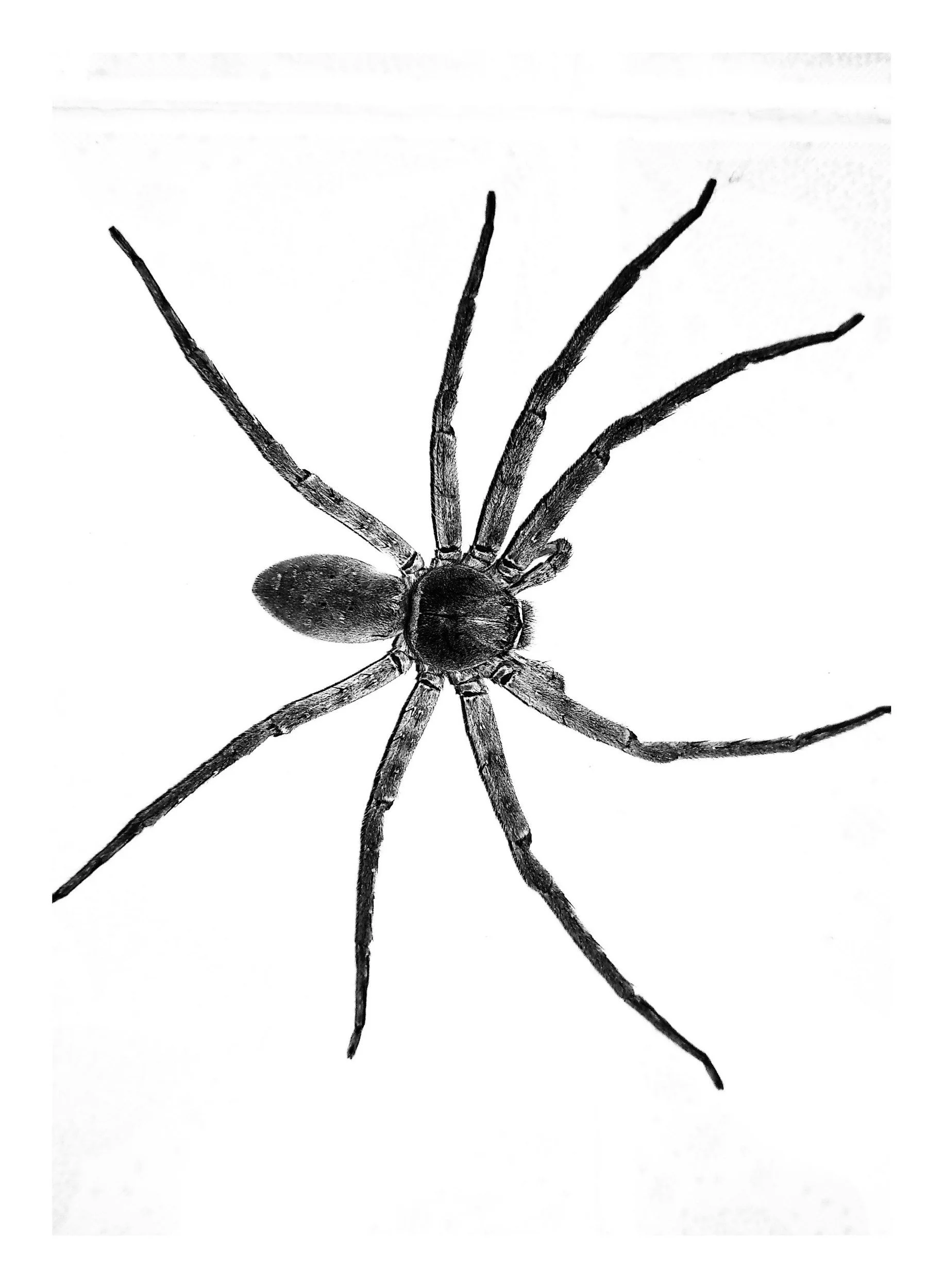 Black and white photograph of a spider with a round abdomen and long, slender legs on a plain white background.