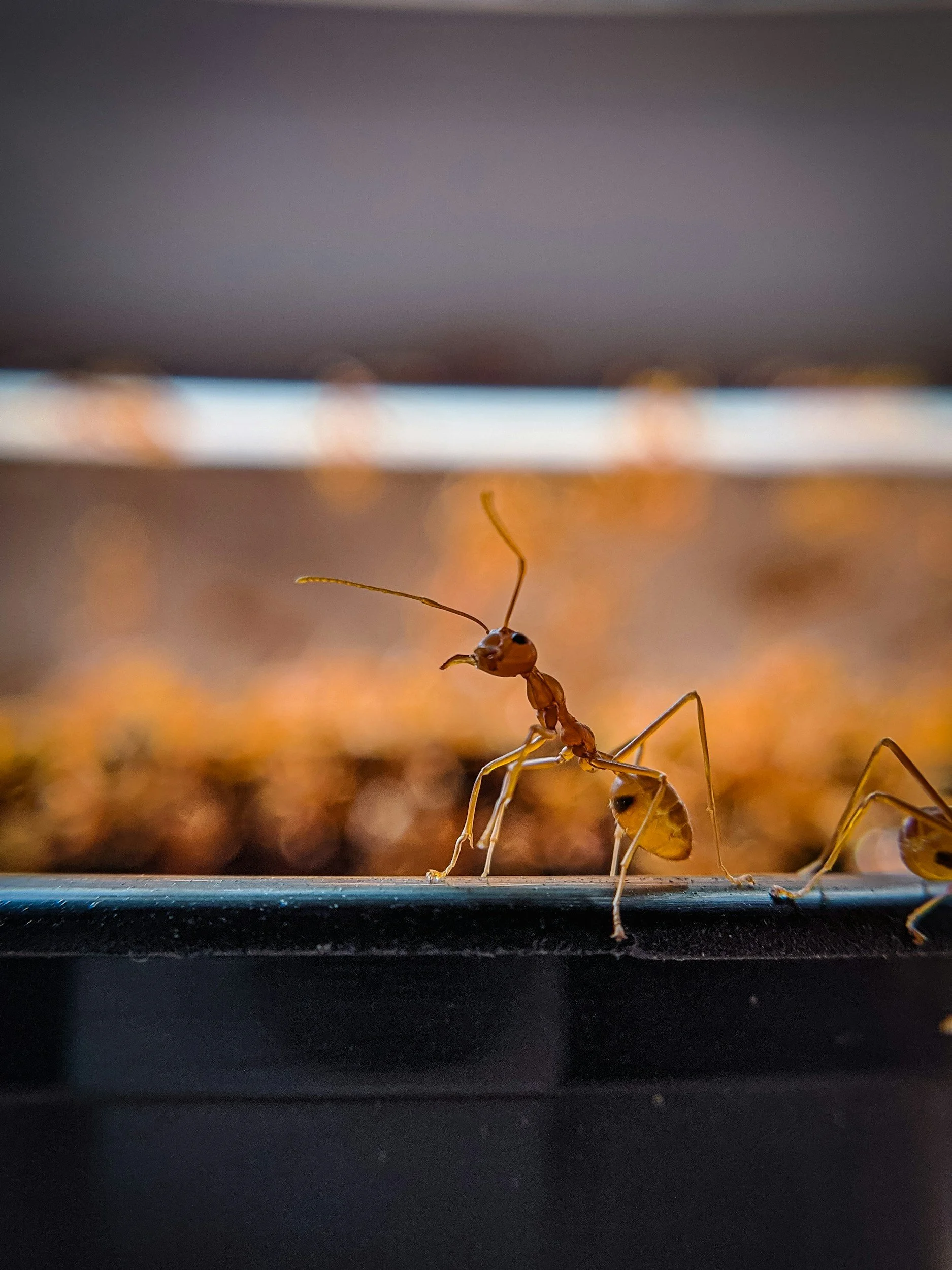 Close-up of an ant on a black surface with a blurred background