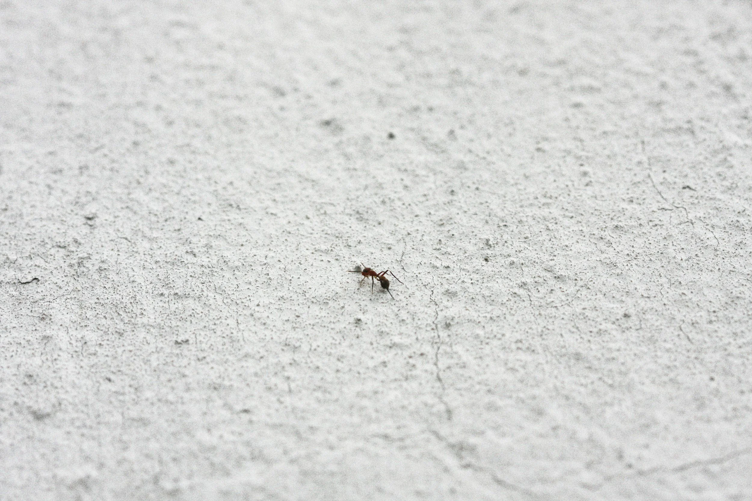 Close-up of an ant on a textured, light gray surface.