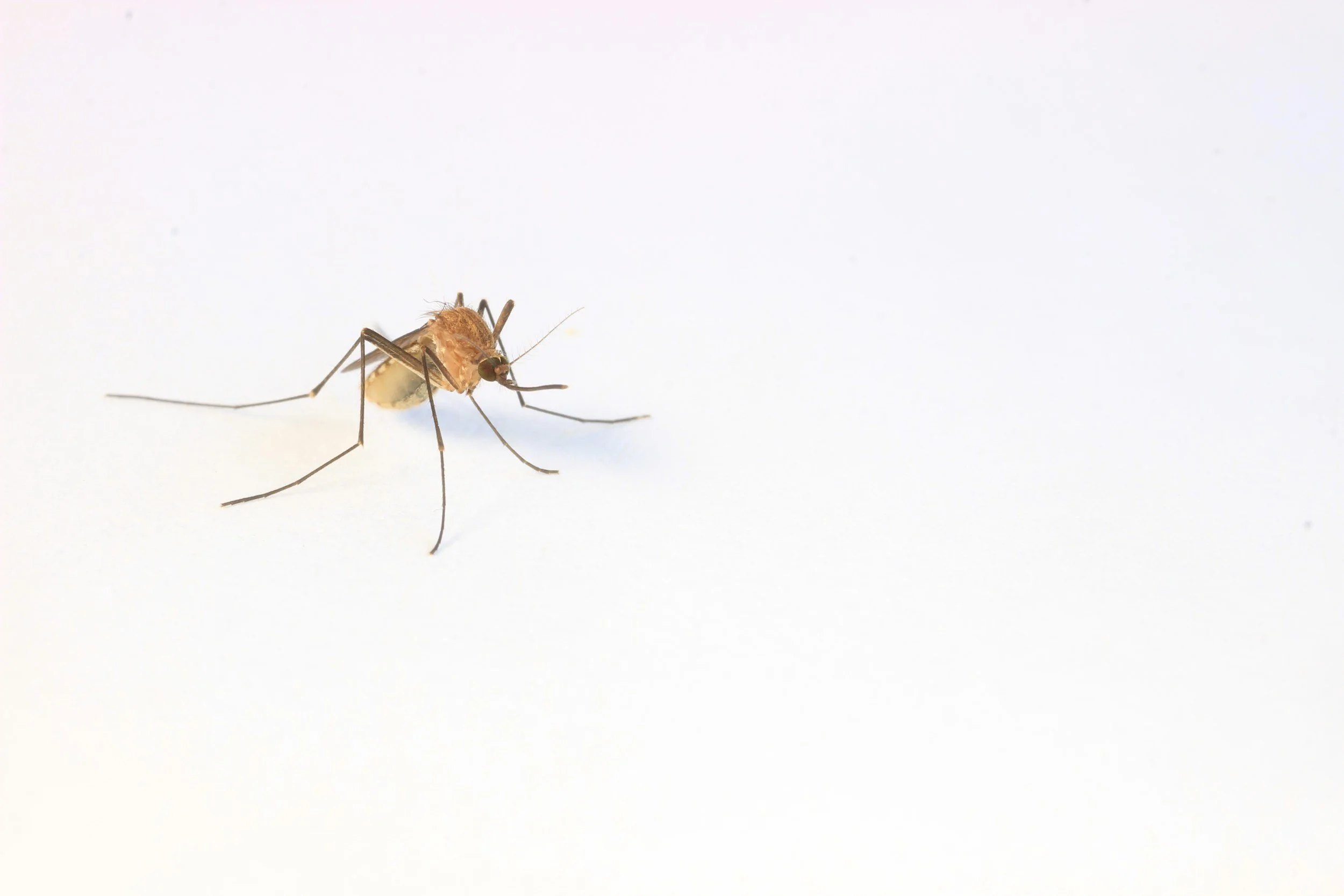 Close-up of a mosquito on a white background.