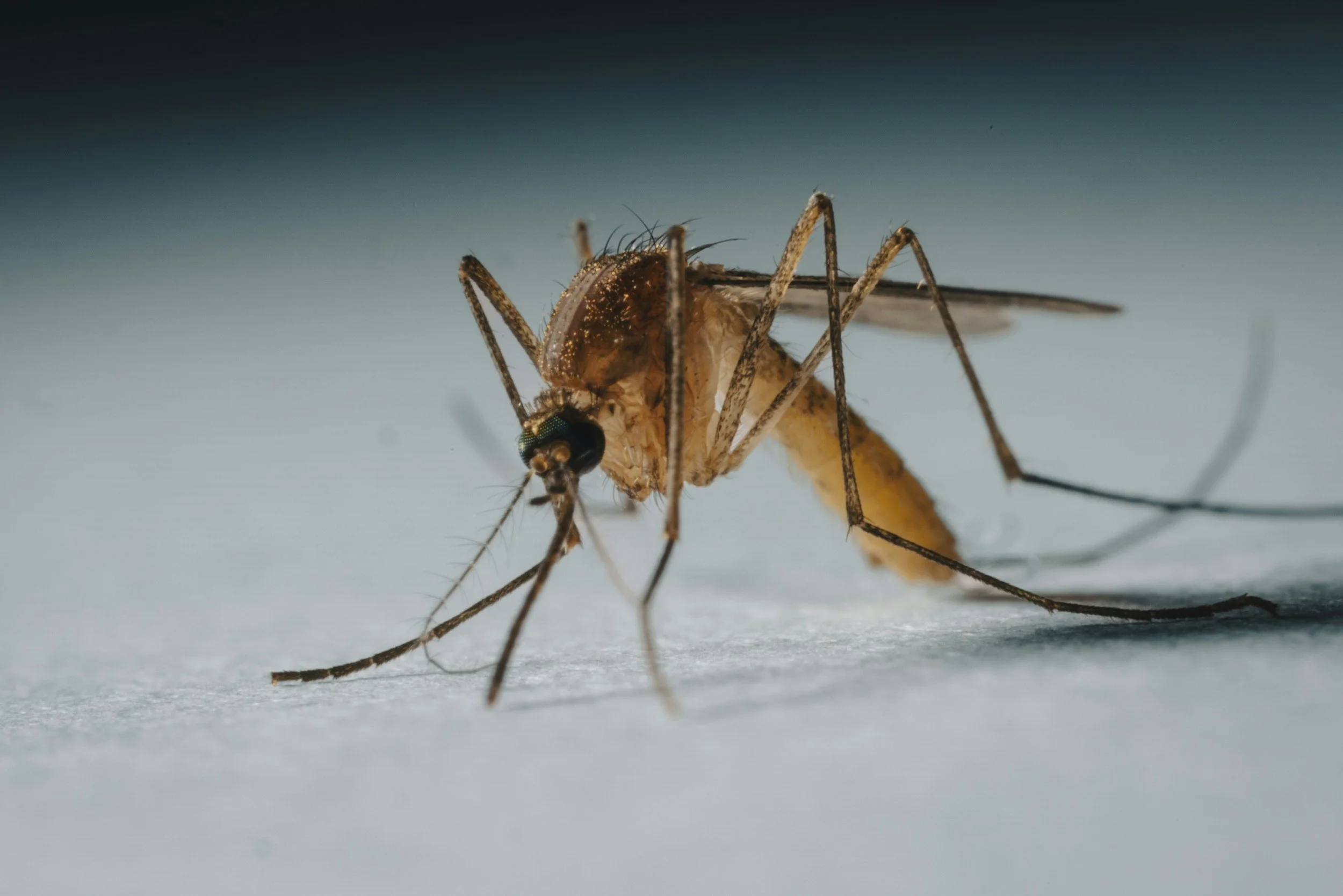 Close-up of a mosquito feeding on a small animal or insect on a white surface.