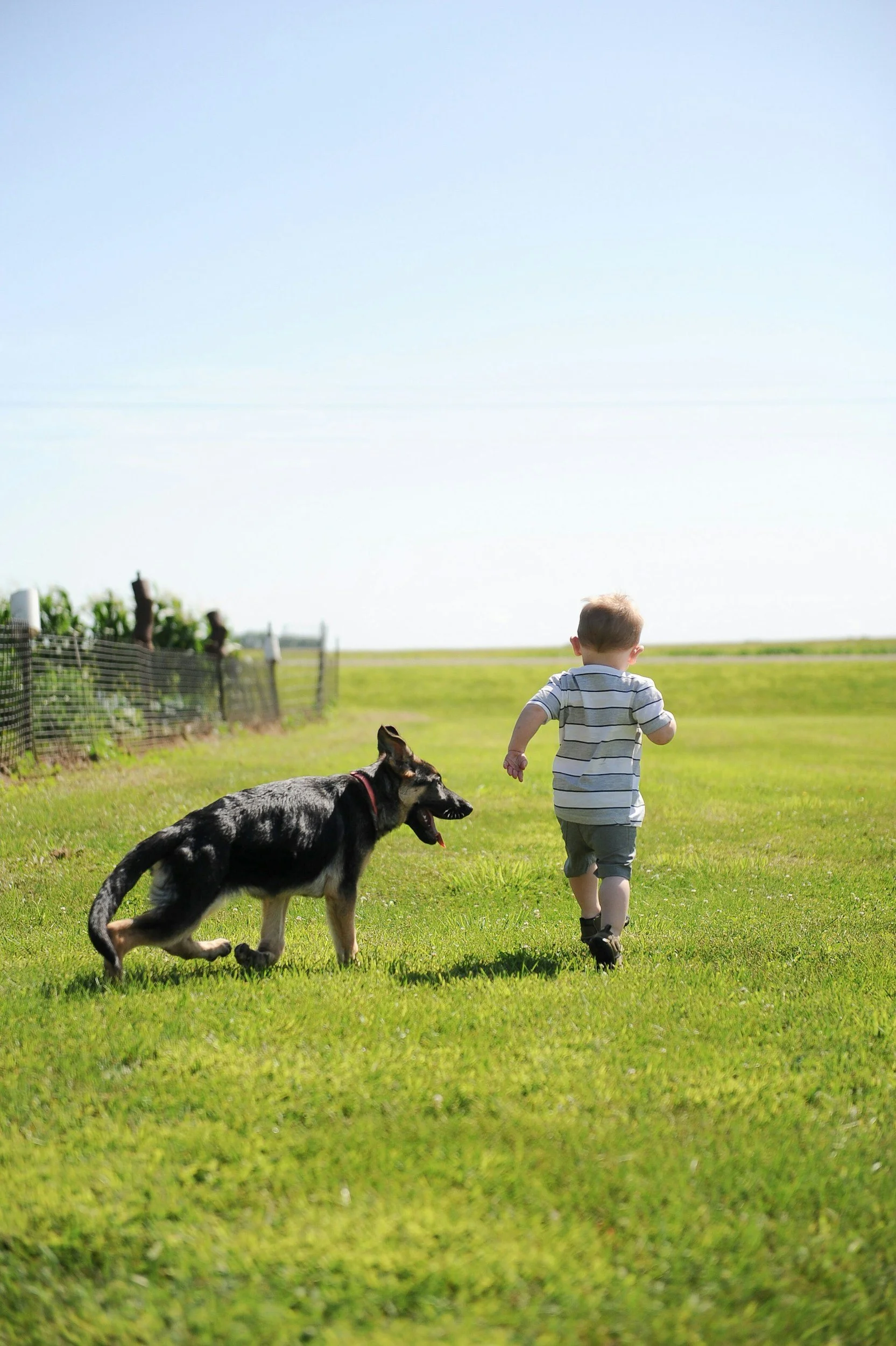A young boy in a striped shirt and shorts running across a grassy field with a German Shepherd dog.