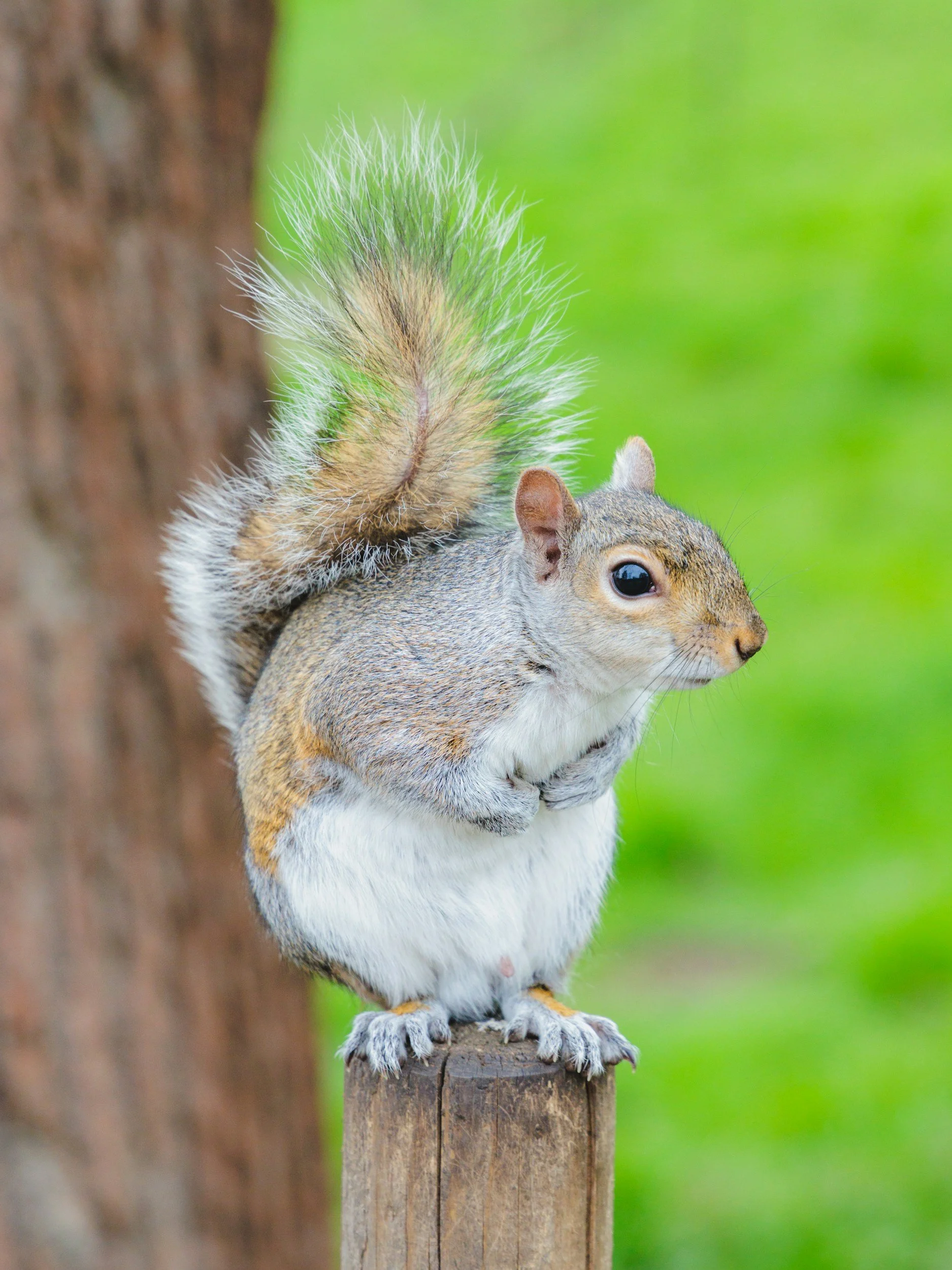 A squirrel with a bushy tail perched on a wooden post in front of a green, blurry background.