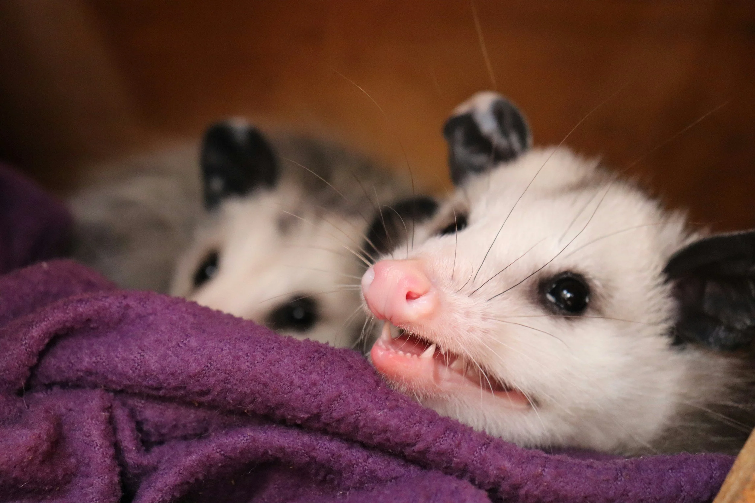 Two ferrets lying on a purple blanket. One has black and white fur with a pink nose and small teeth visible. The other ferret is mostly white with black markings and dark eyes.
