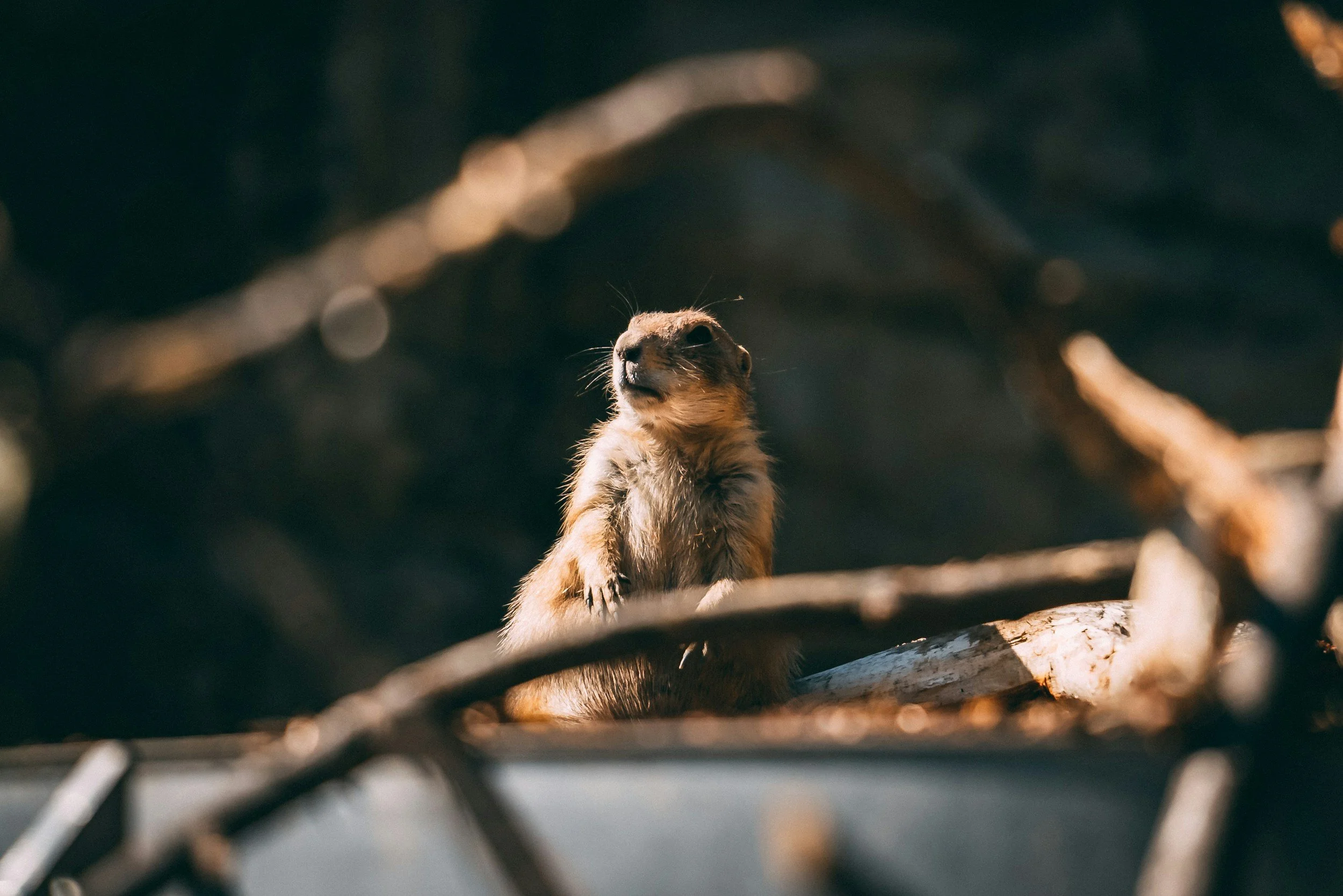 A meerkat standing on a log, looking alert amidst a natural setting with blurred branches in the foreground.