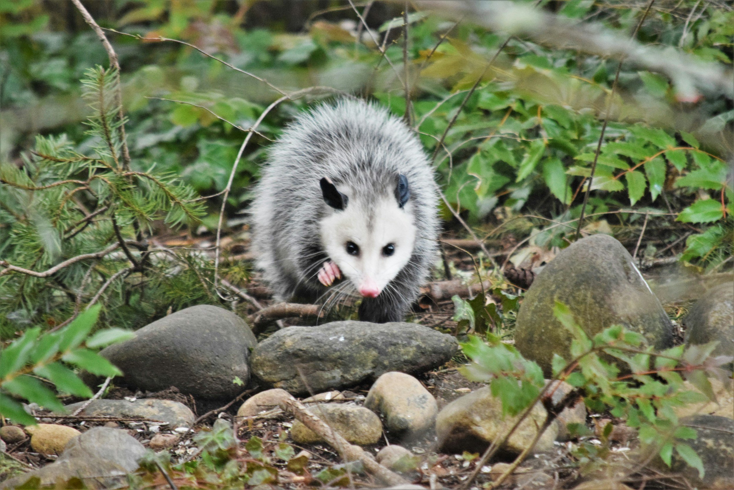 A long-tailed, gray and white possum with a pink nose and dark eyes, walking through a forested area among rocks and green foliage.