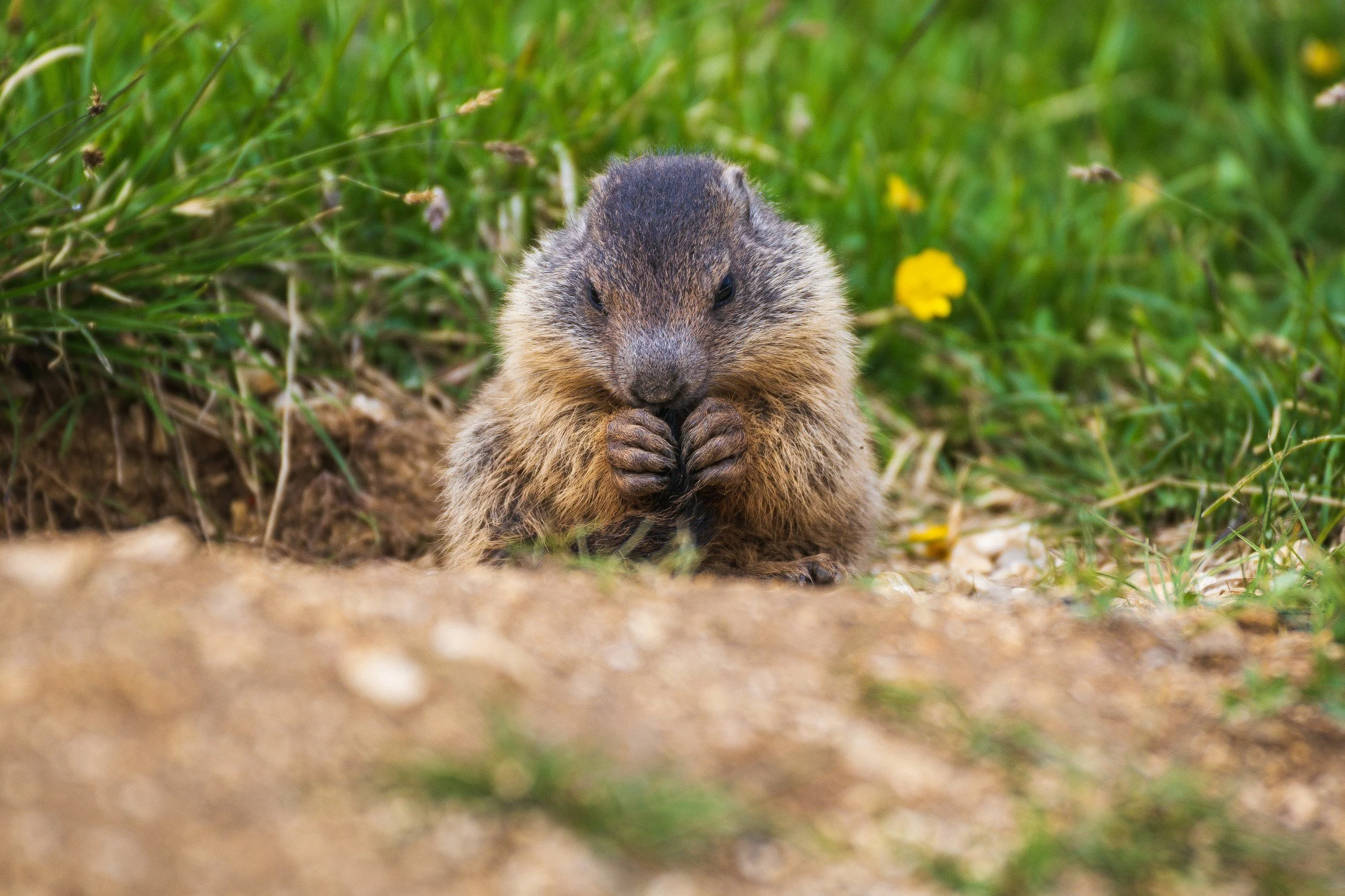 A small prairie dog sitting on the ground, holding its paws near its mouth in a grassy area with yellow flowers.