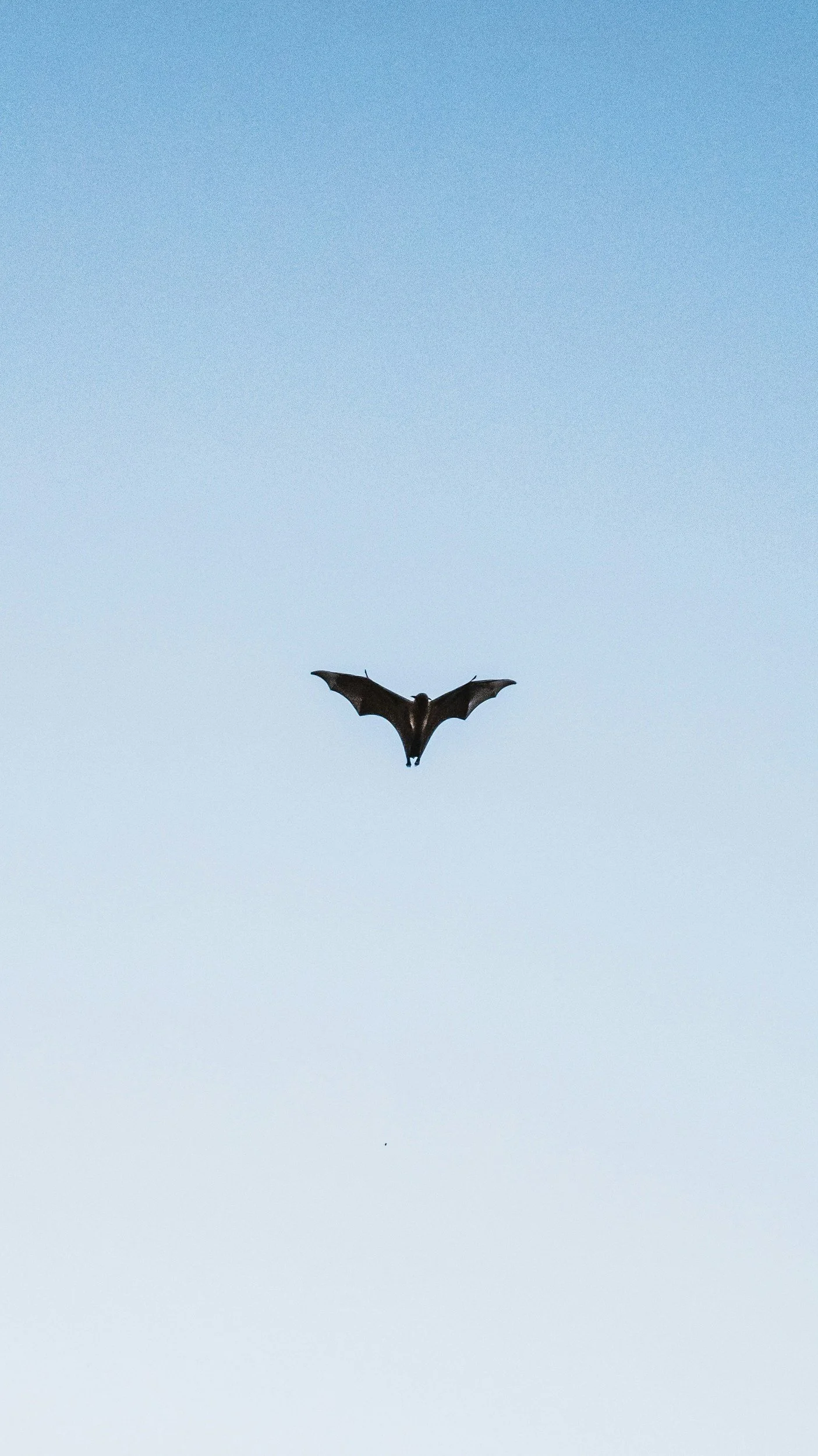 A bat flying against a clear blue sky.