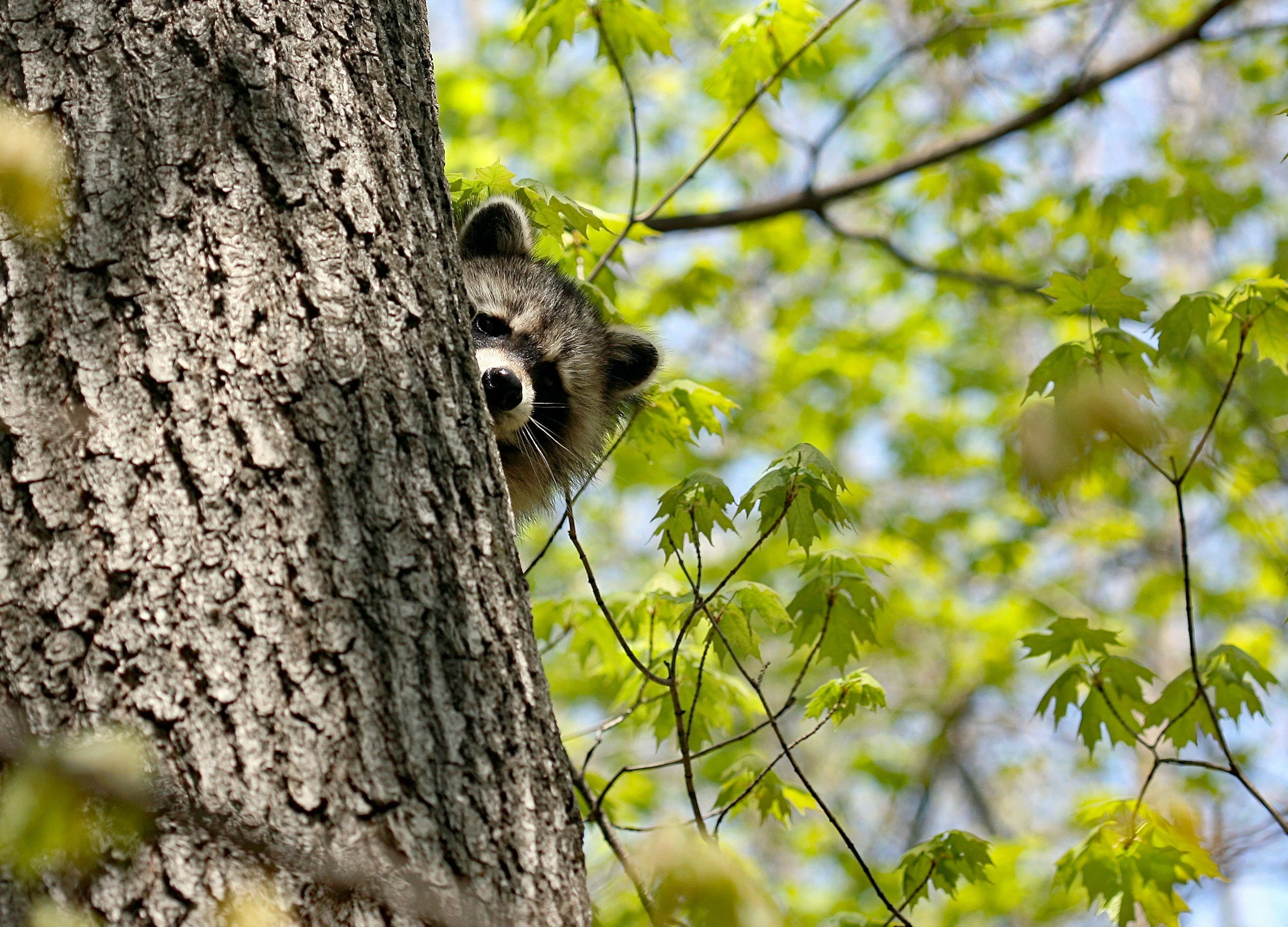 A raccoon peeking out from behind a tree trunk in a forest with green leaves and blue sky in the background.
