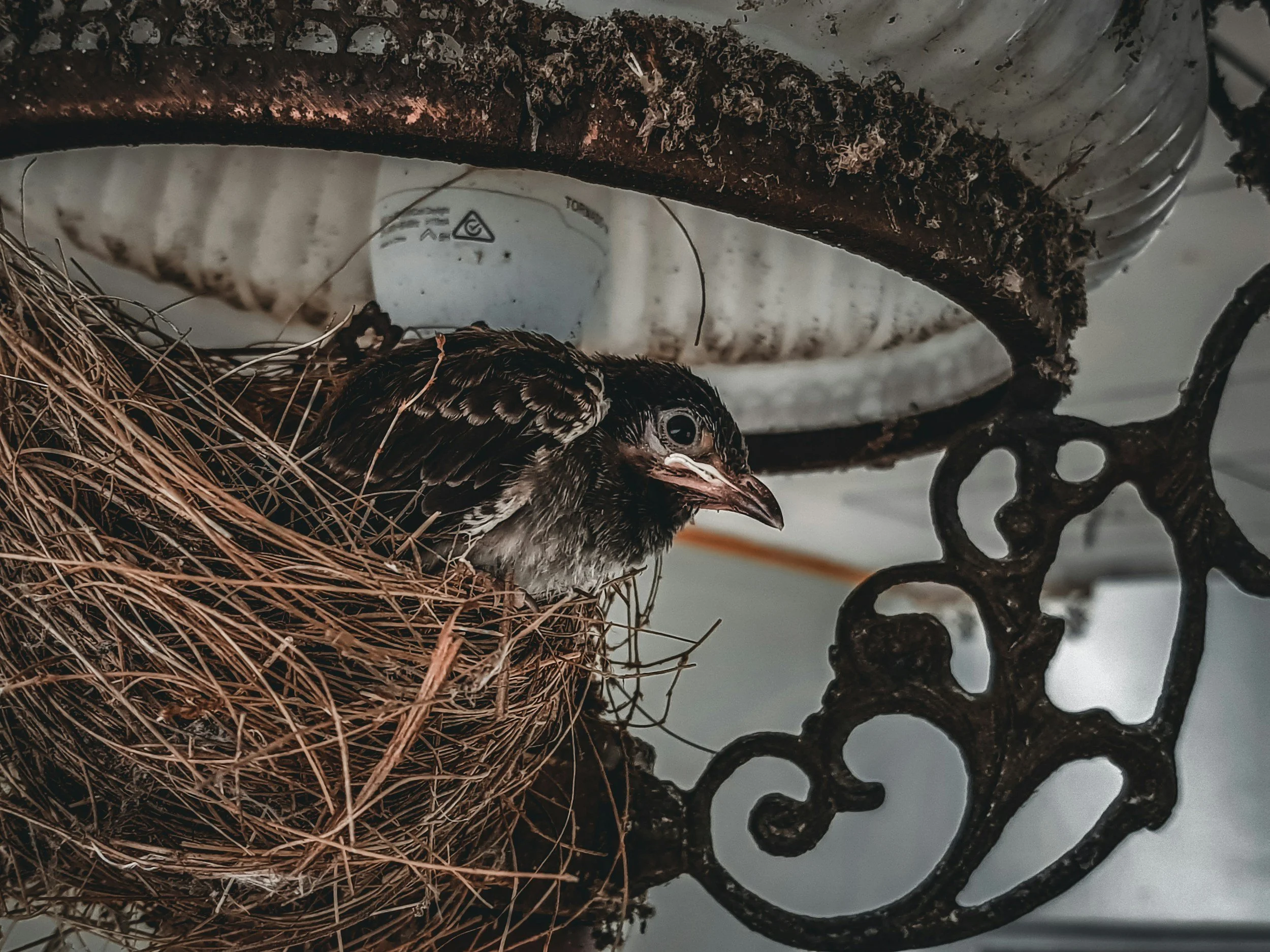 A baby bird in a nest made of twigs on an ornate black metal stand, with a white background and a water bottle in the background.