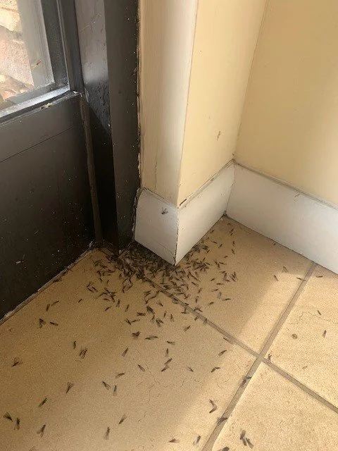 A doorway with many small insects on the tiled floor near the corner of the door and wall.