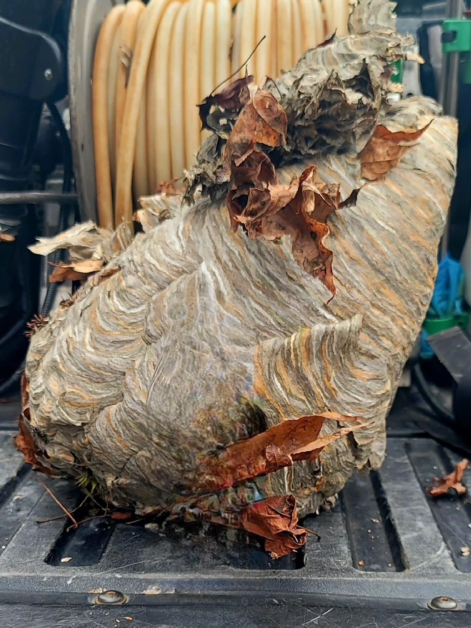 A large, dried, multicolored rock with layers of gray, brown, and beige, surrounded by dry brown leaves, set on a black surface with woodworking tools and equipment in the background.