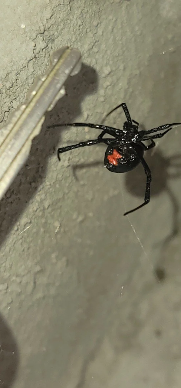 A close-up of a black widow spider with a distinctive red hourglass mark on its abdomen, crawling on a rough wall surface near a metallic object.