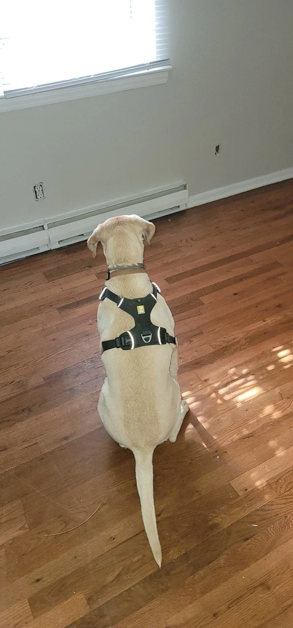 A yellow Labrador retriever sitting on a hardwood floor facing a wall with a hole.