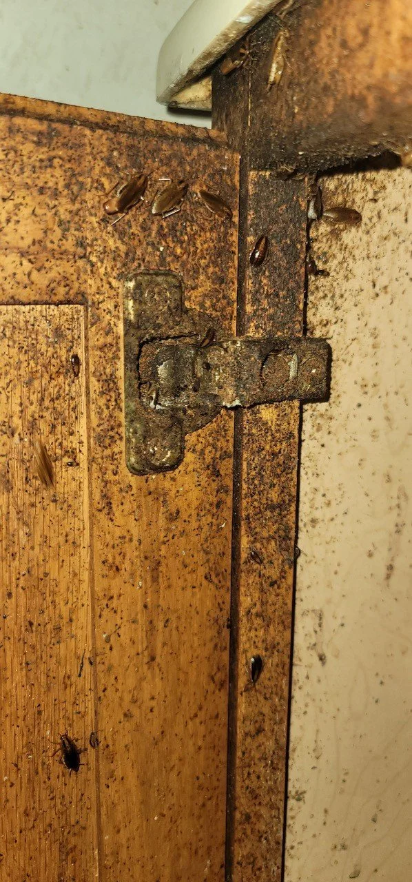 Close-up of a rusty wooden door with a latch, surrounded by several cockroaches crawling on and near it.
