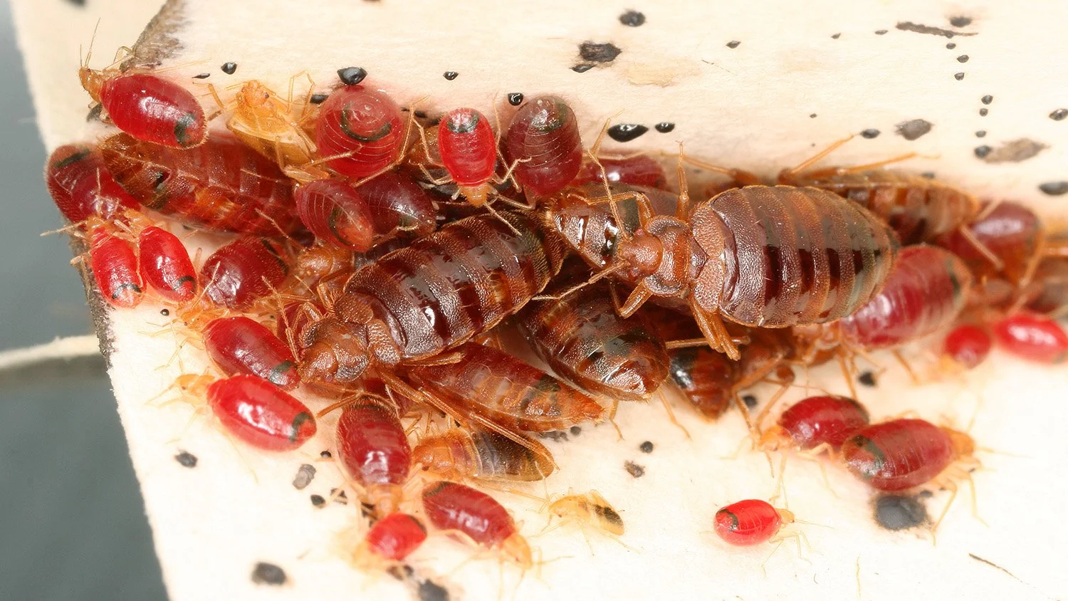 Close-up of a colony of bed bugs, including adult bed bugs and red, nymphs, on a white surface.