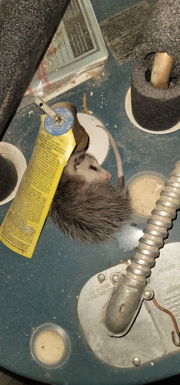 A small ferret lying on a dirty mechanical surface near various tools and objects, including a yellow spray can, a plastic container with remnants of food, and black rubber parts.