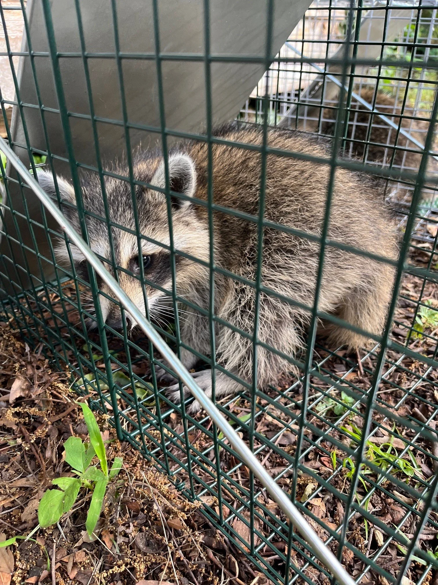 Baby raccoon inside a cage, standing on the ground with dirt and small plants, looking through the wire mesh.
