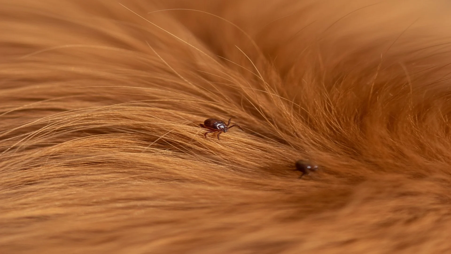 Close-up of a dog's reddish-brown fur with two tiny ticks embedded in the hair.