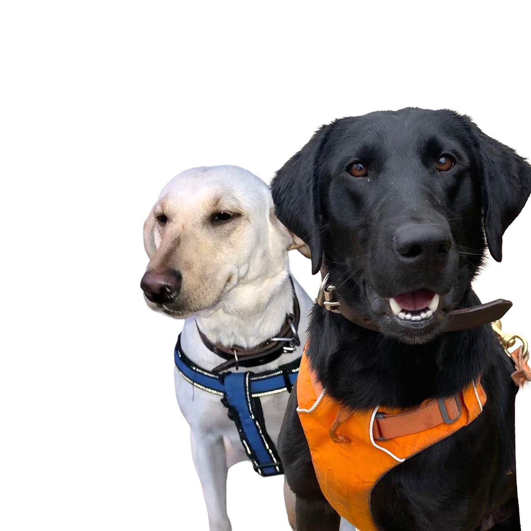 Two dogs, one black with an orange vest, the other white with a blue harness, standing outdoors.