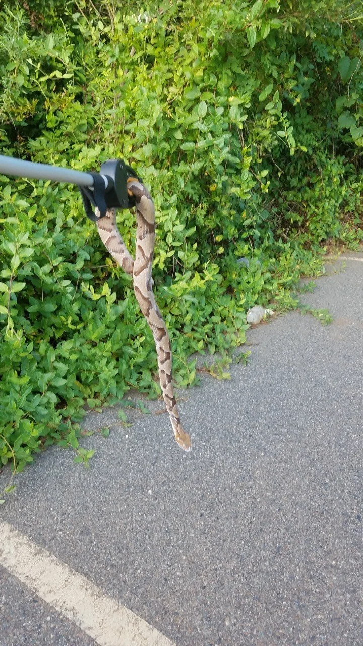 A snake hanging from a pole in front of a dense green bush.