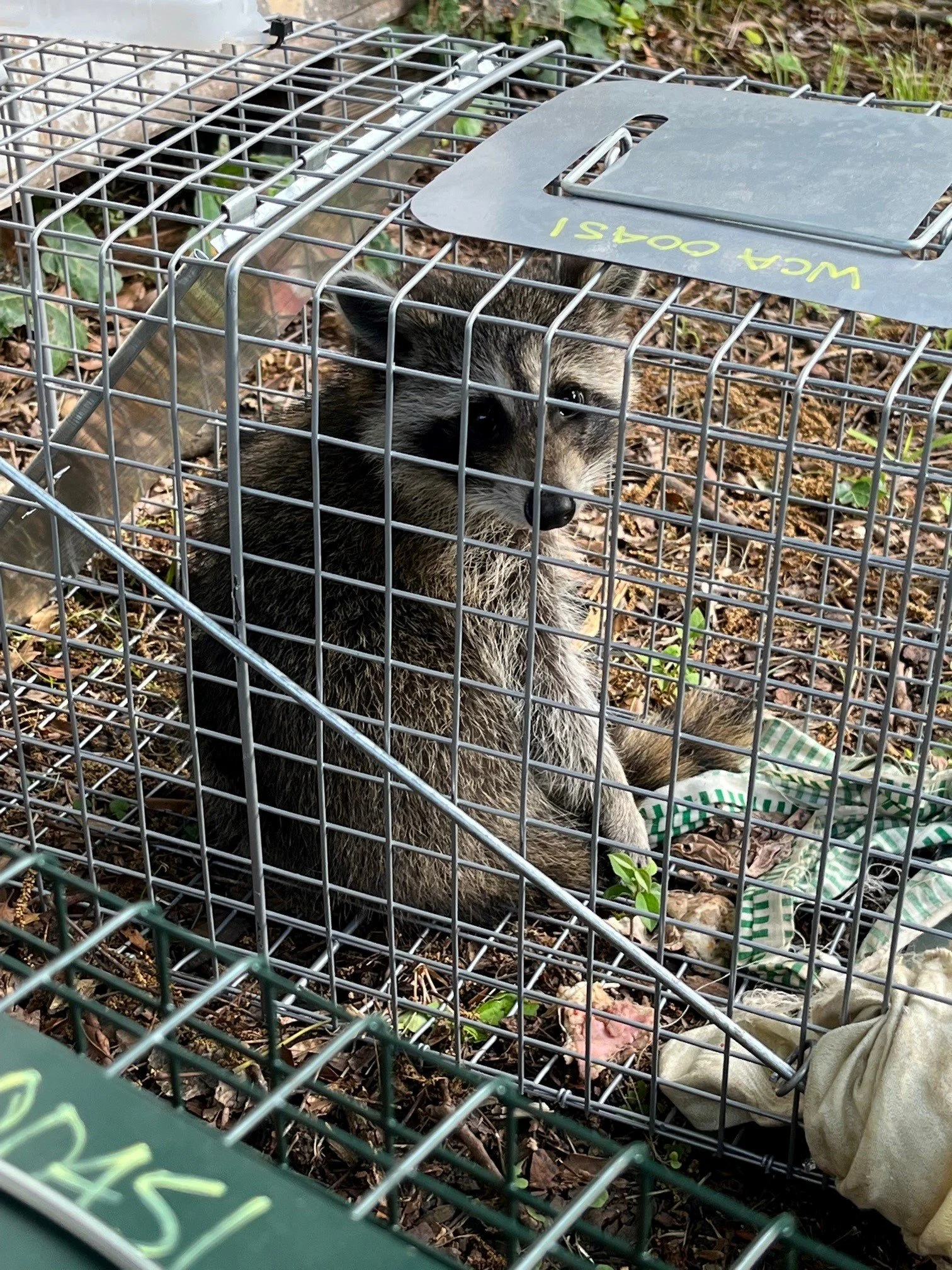A raccoon inside a metal cage labeled 'WILD COAST,' sitting on the ground among fallen leaves and green plants.