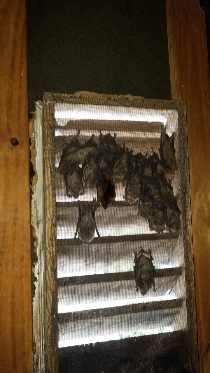 Multiple bats hanging upside down inside a wooden bat house with slats.