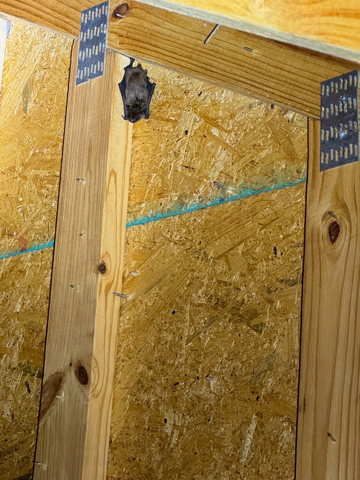 A small bat hanging upside down inside a wooden structure, possibly a shed or attic, with unfinished wooden walls and ceiling.