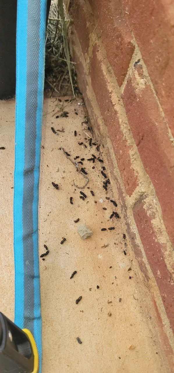Numerous small black ants on a beige concrete surface near a brick wall and a blue object, with some debris around.