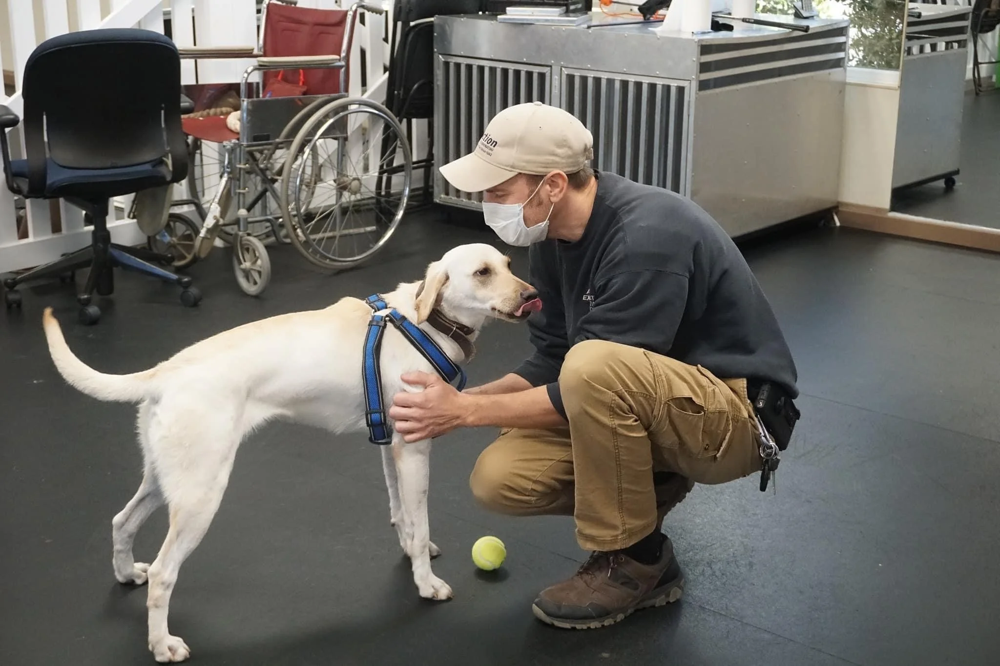 A man wearing a face mask and a beige cap kneeling down, holding the neck of a white Labrador retriever wearing a blue harness. The dog is licking the man's nose. There is a tennis ball on the black floor between them. In the background, there are wheelchairs, chairs, a metal pet cage, and some other objects.