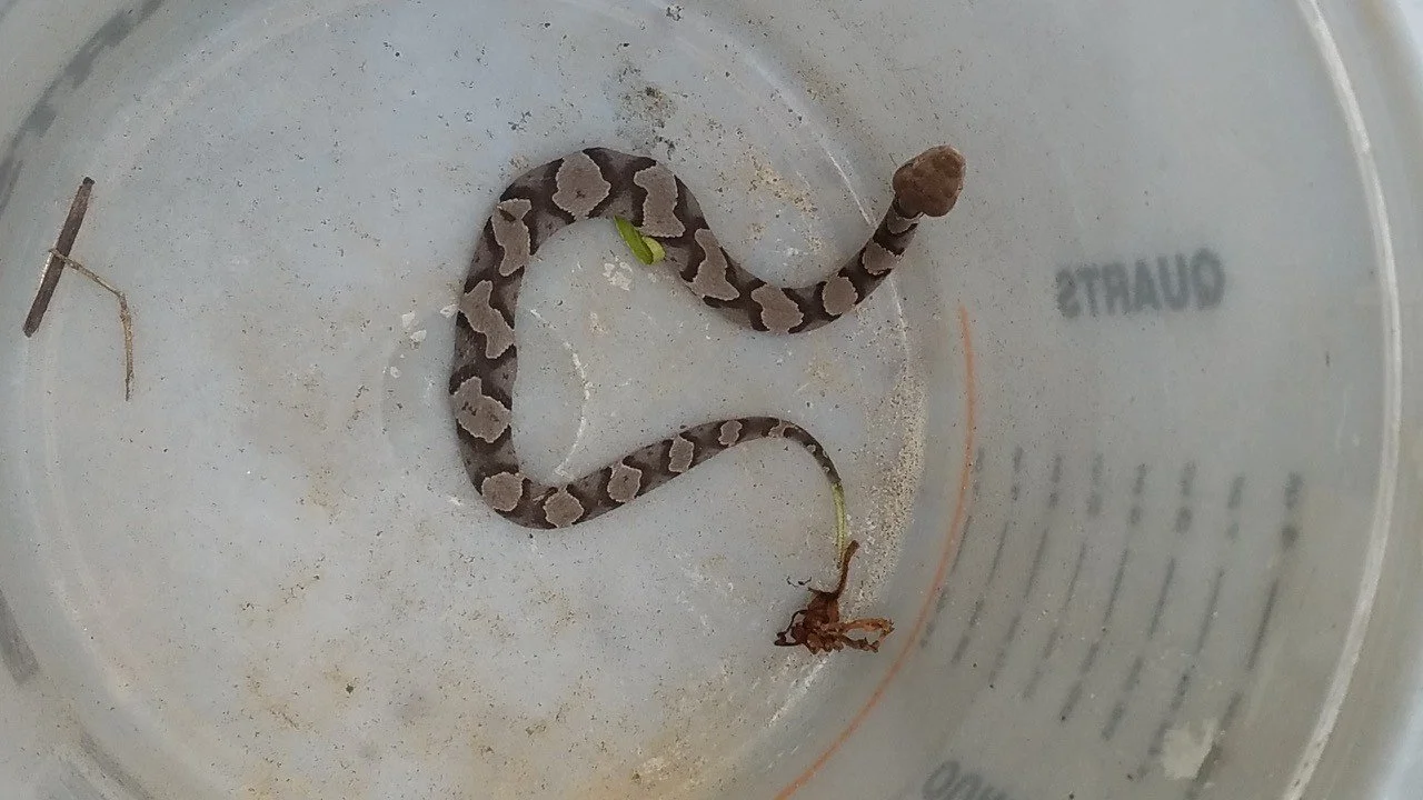 A small snake with a pattern of dark and light brown markings on its body, inside a clear plastic container, possibly a cup or jar.