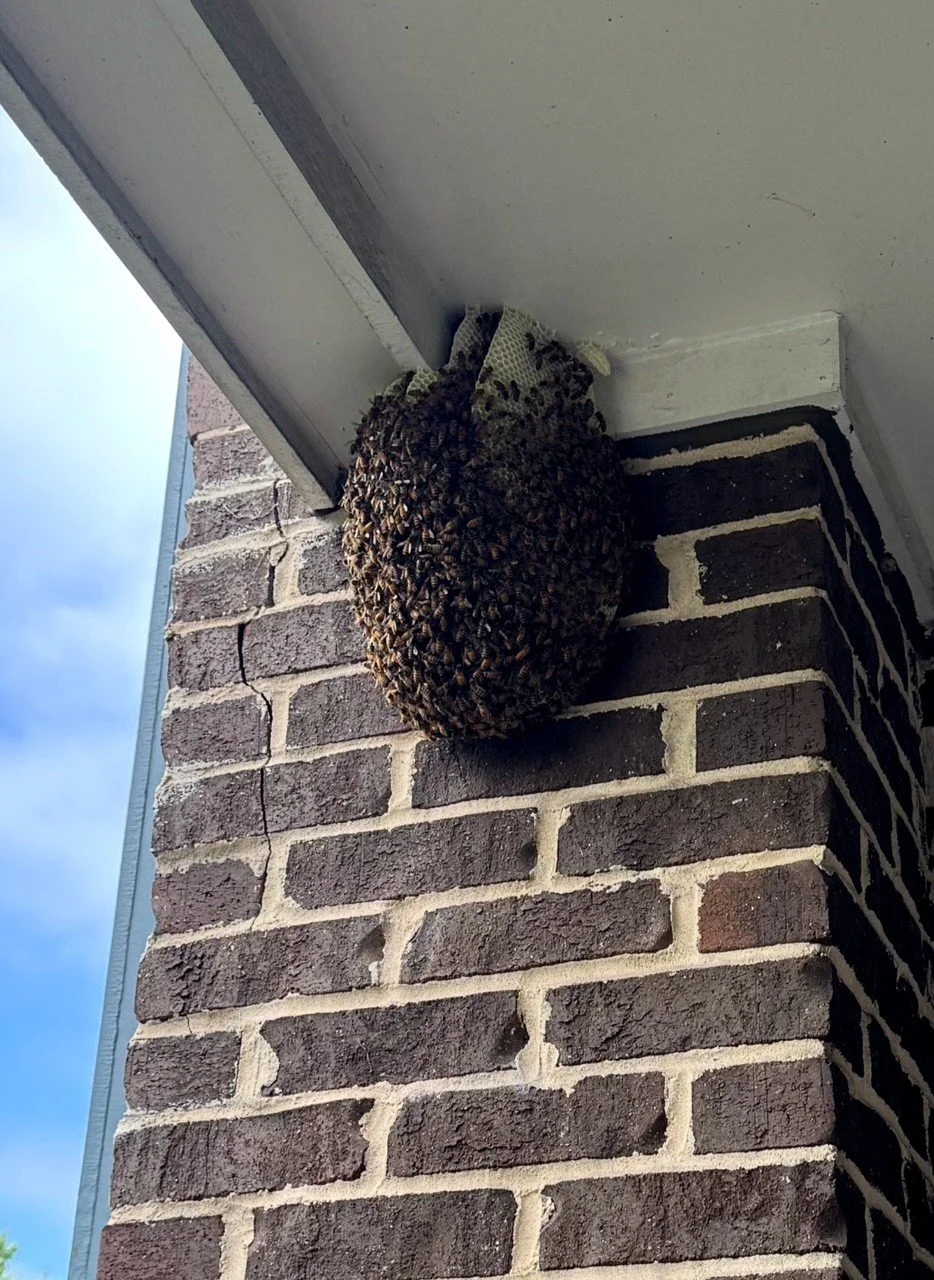 Bee, Wasp, and Hornet Activity Is Up in the Charlotte Area. What to Do Now