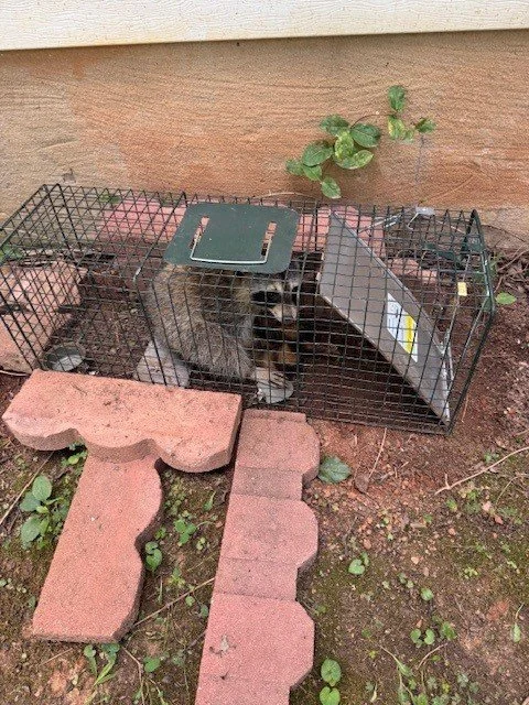 A raccoon inside a small wire animal cage outdoors, with a small brick pathway leading to it and a plant growing nearby.