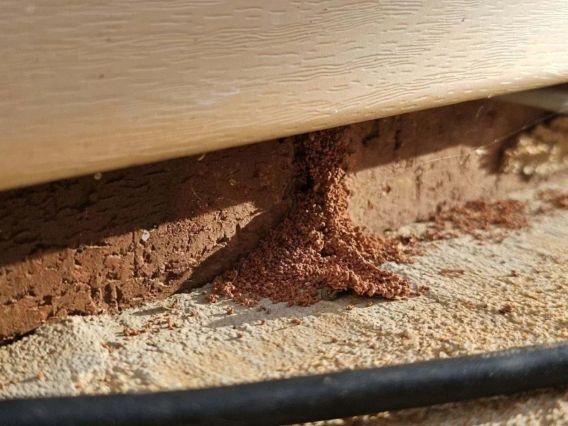 A close-up photo of termite mud tubes on a house foundation made of brick and concrete.