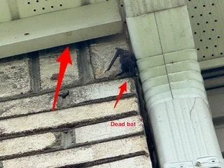 A dead bat hanging upside down near a gutter on the corner of a brick building.