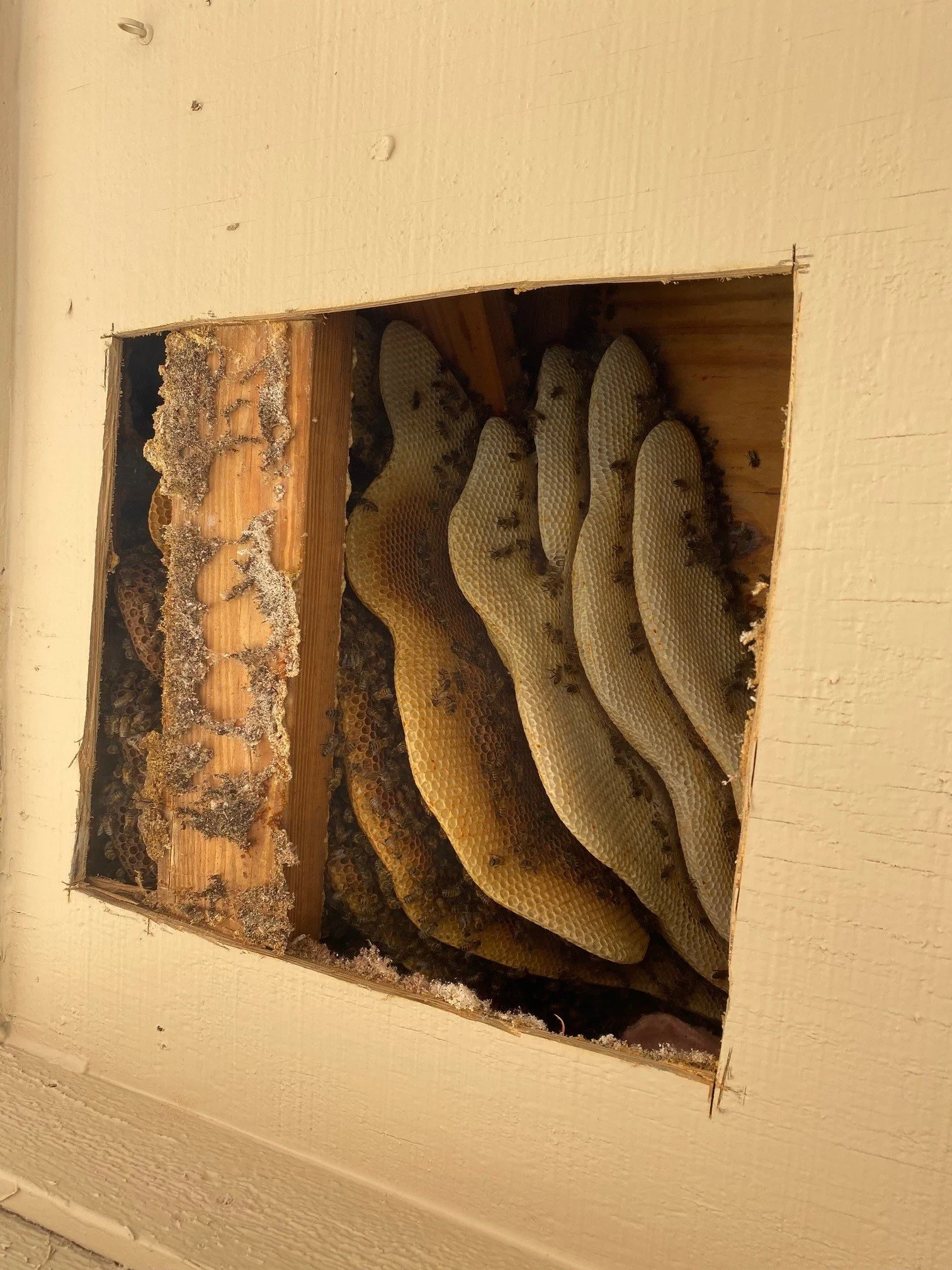 A hive with honeycomb frames inside a wooden wall, with bees working on the comb.