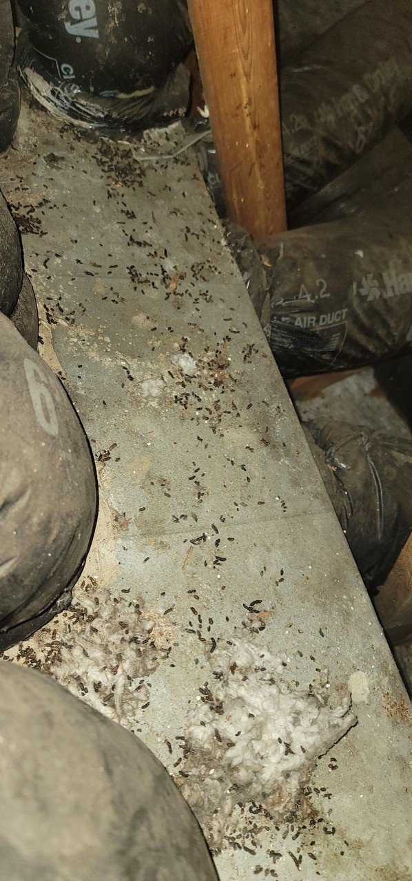 A basement floor covered with dead insects, possibly cockroaches or their droppings, near black plastic pipes and insulation.