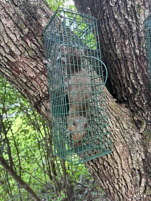 A squirrel inside a wire cage attached to a tree trunk.