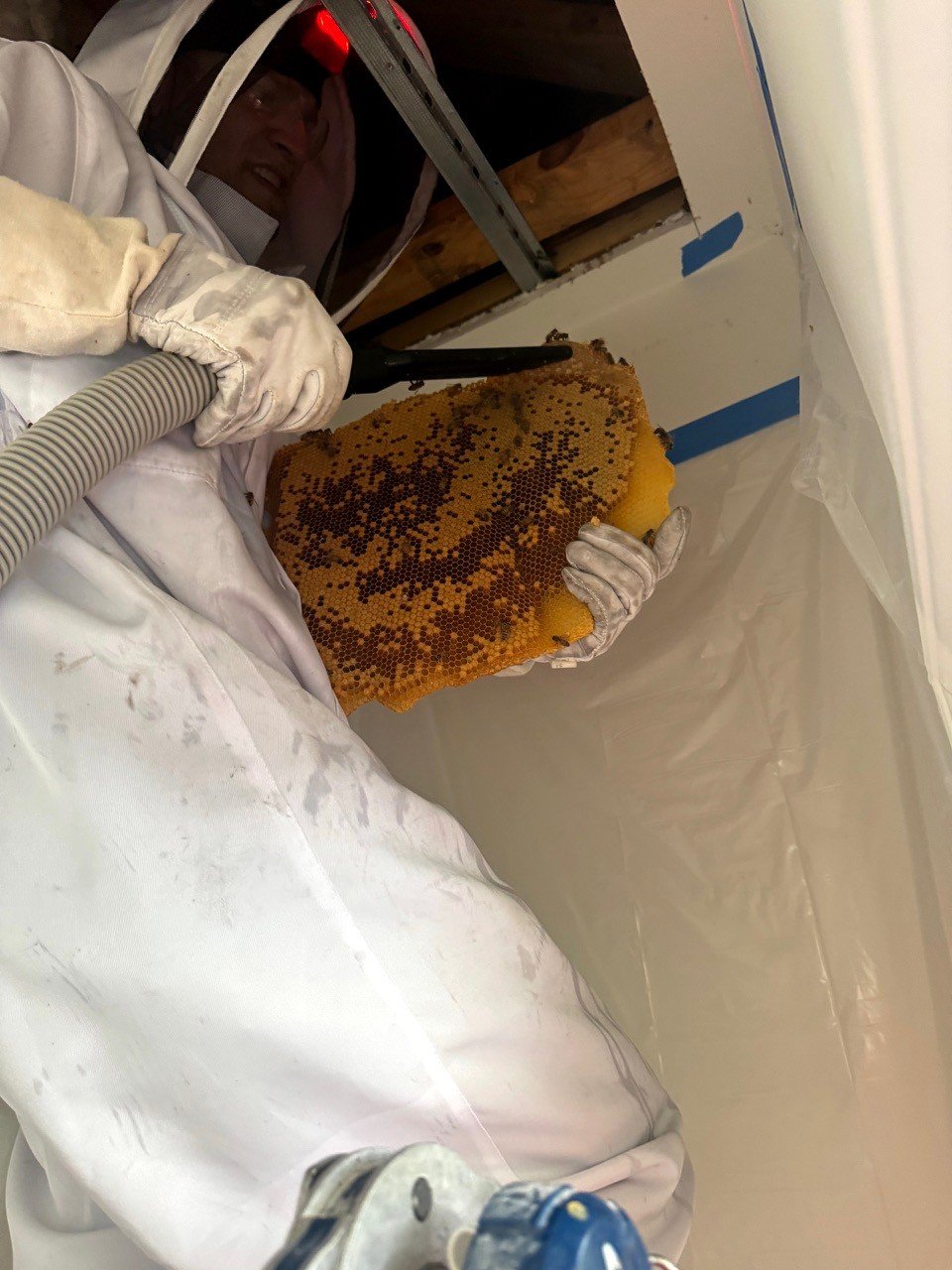 A person dressed in white protective suit and gloves, wearing a face shield, is holding a honeycomb.