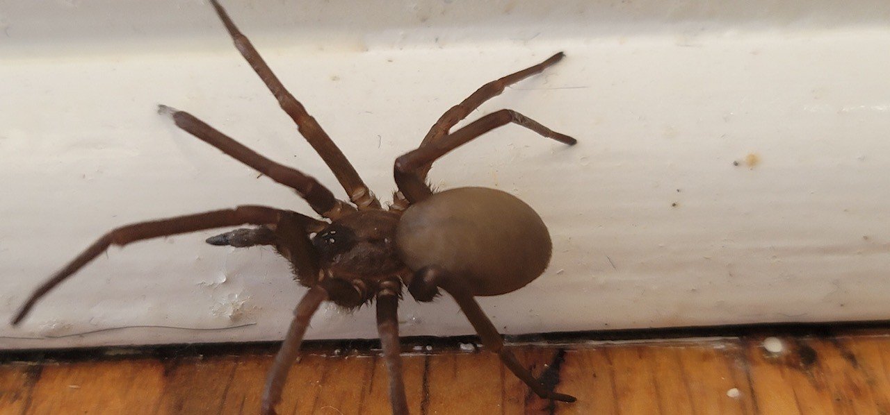 A spider with a large, round abdomen on a wooden floor near a white wall.