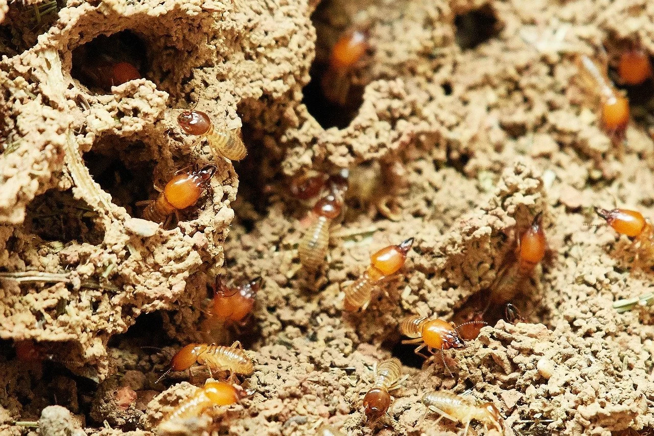Close-up of a colony of termites in a mound of dirt with many orange and brown termites crawling on the surface.